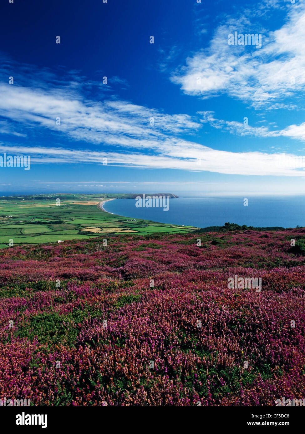 Bell heather in flower on the slopes of Mynydd Rhiw with farmland, dunes, the Lleyn Coastal Path and Hell's Mouth below. Contain Stock Photo