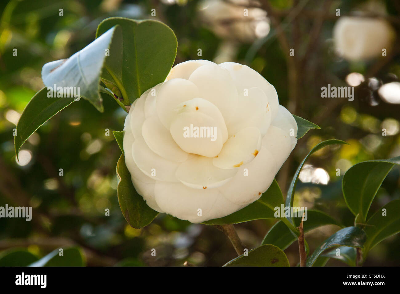 delicate white flowering camellia,at Leu Gardens,orlando,florida,usa Stock Photo