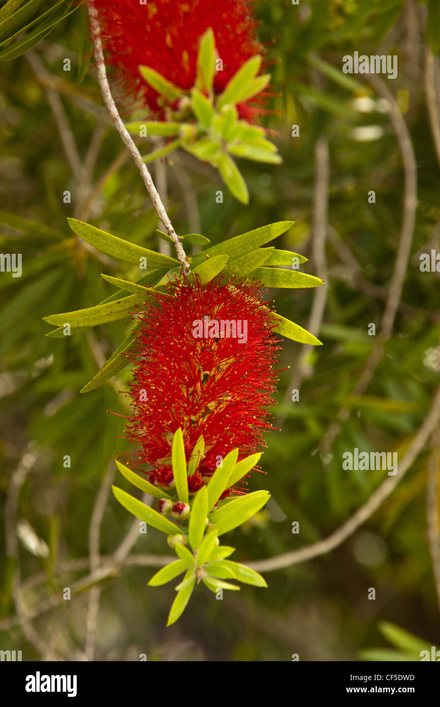 Bottle brush tree bush shrub, Callistemon Viminalis, Myrtaceae family, all of which are endemic to Australia. Stock Photo