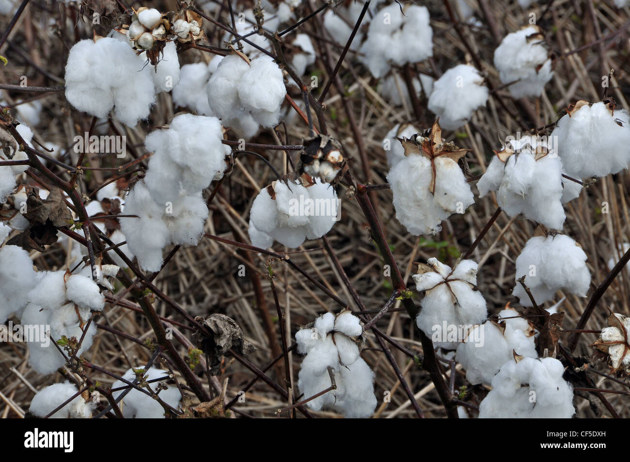 Cotton bowl ready to pick farm hires stock photography and images Alamy