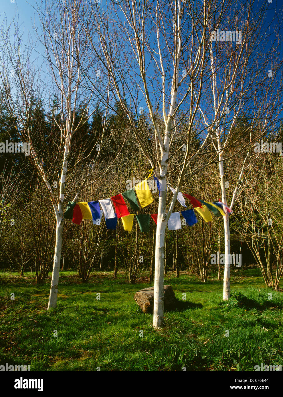 Prayer flags strung between a triangular setting of three birch trees (Betula Jacquemontii) growing around a boulder in a woodla Stock Photo