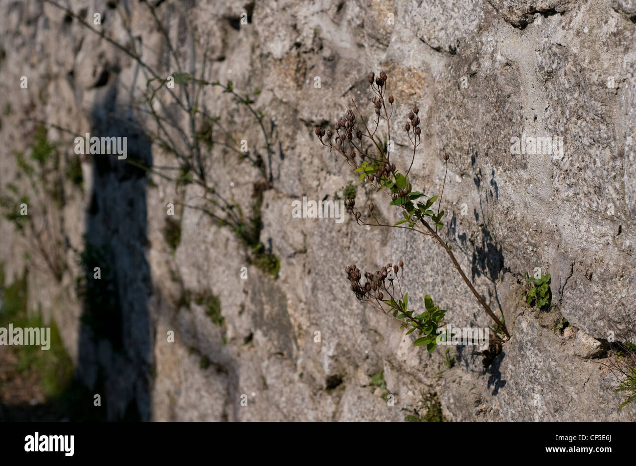Plants growing out of a stone wall Stock Photo - Alamy