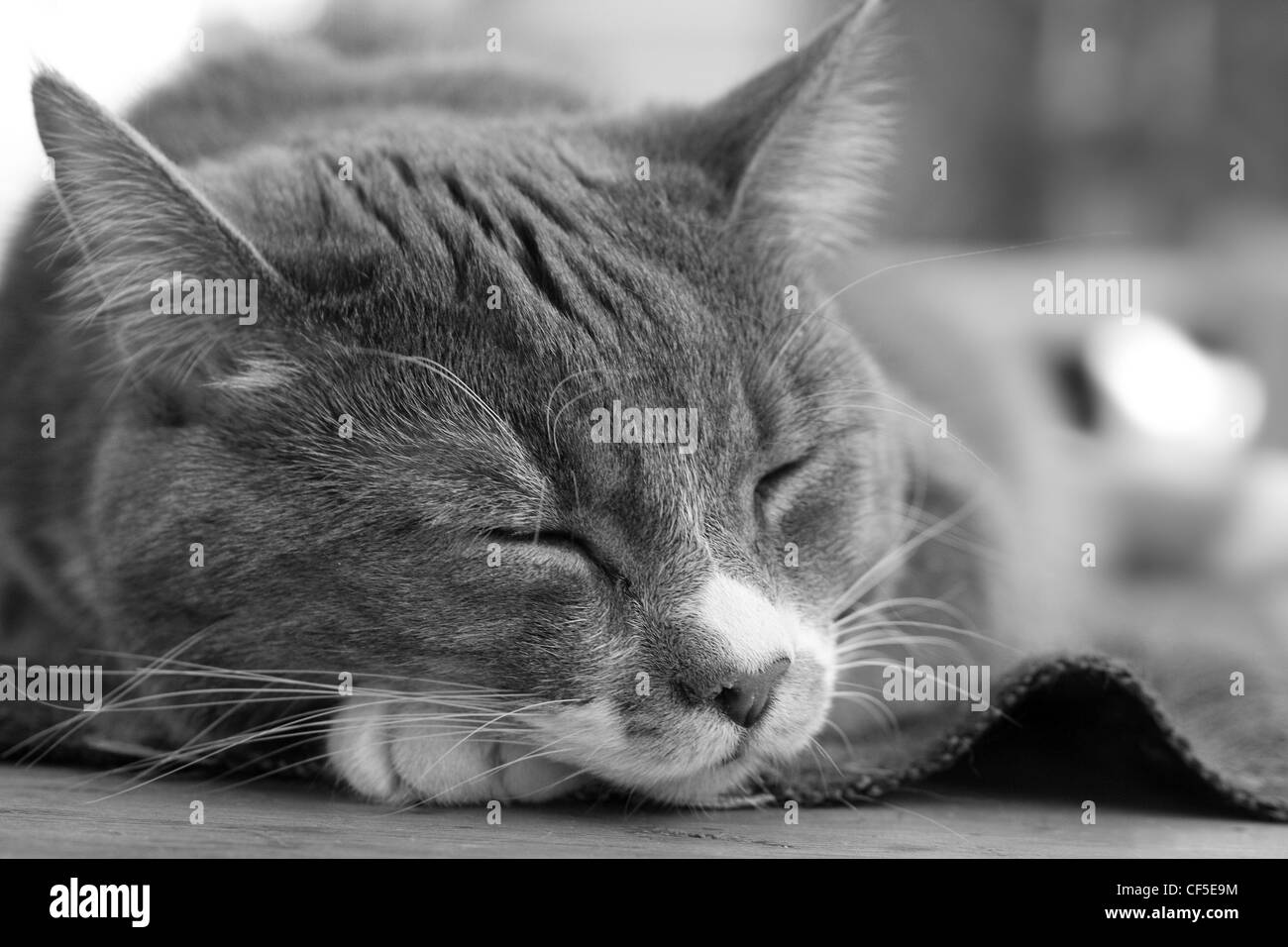 Black cat sleeping Black and White Stock Photos & Images - Alamy