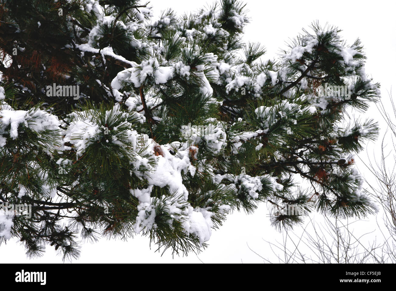 Fir Leaf High Resolution Stock Photography and Images - Alamy