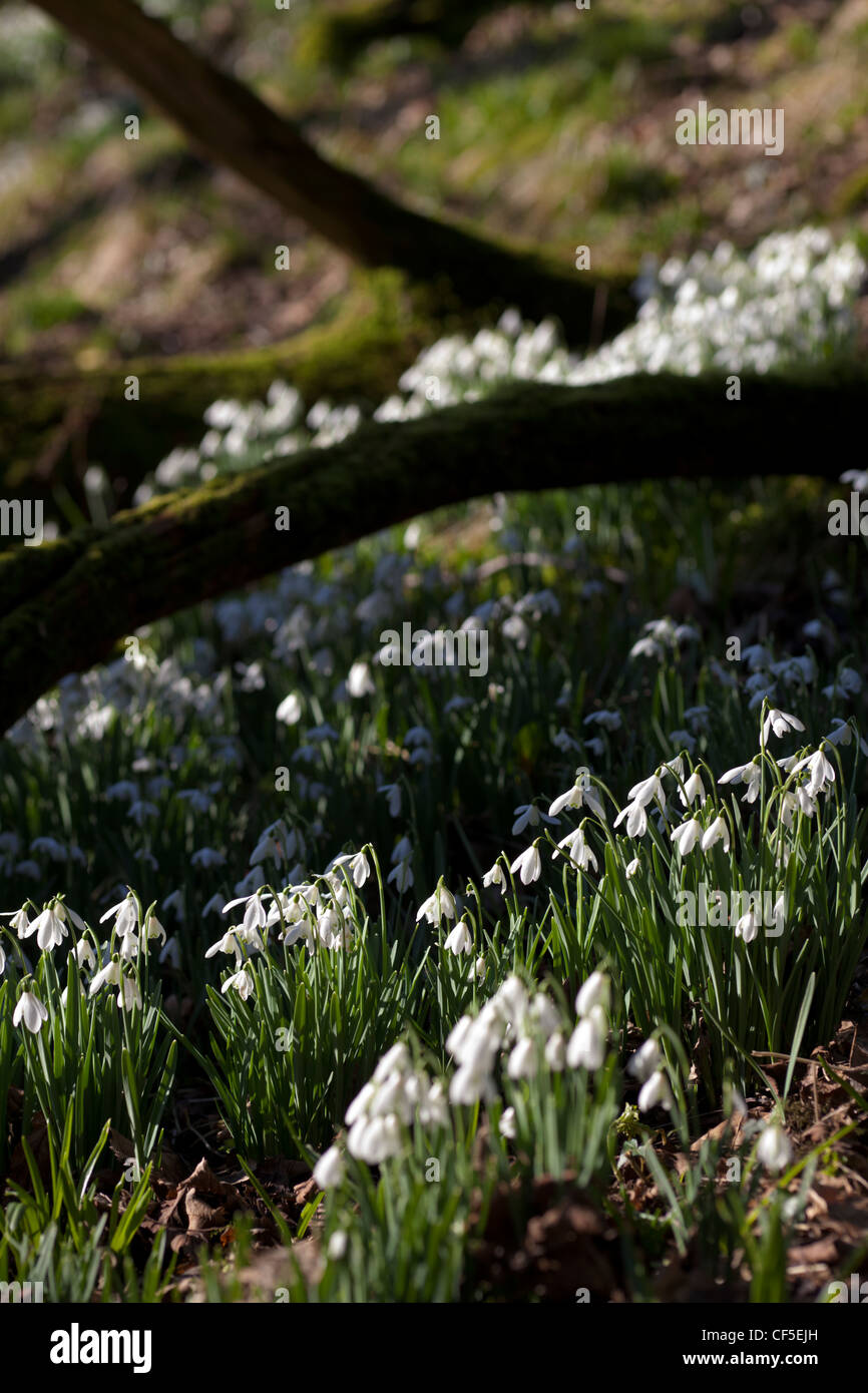 Snowdrops (Galanthus nivalis) growing on a forest floor. Stock Photo