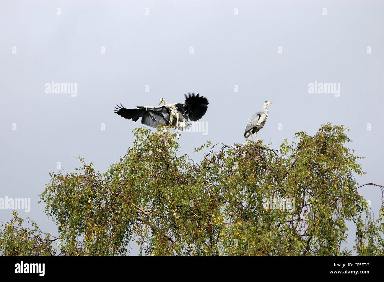 A heron landing in treetops of Muncaster Castle Stock Photo Alamy