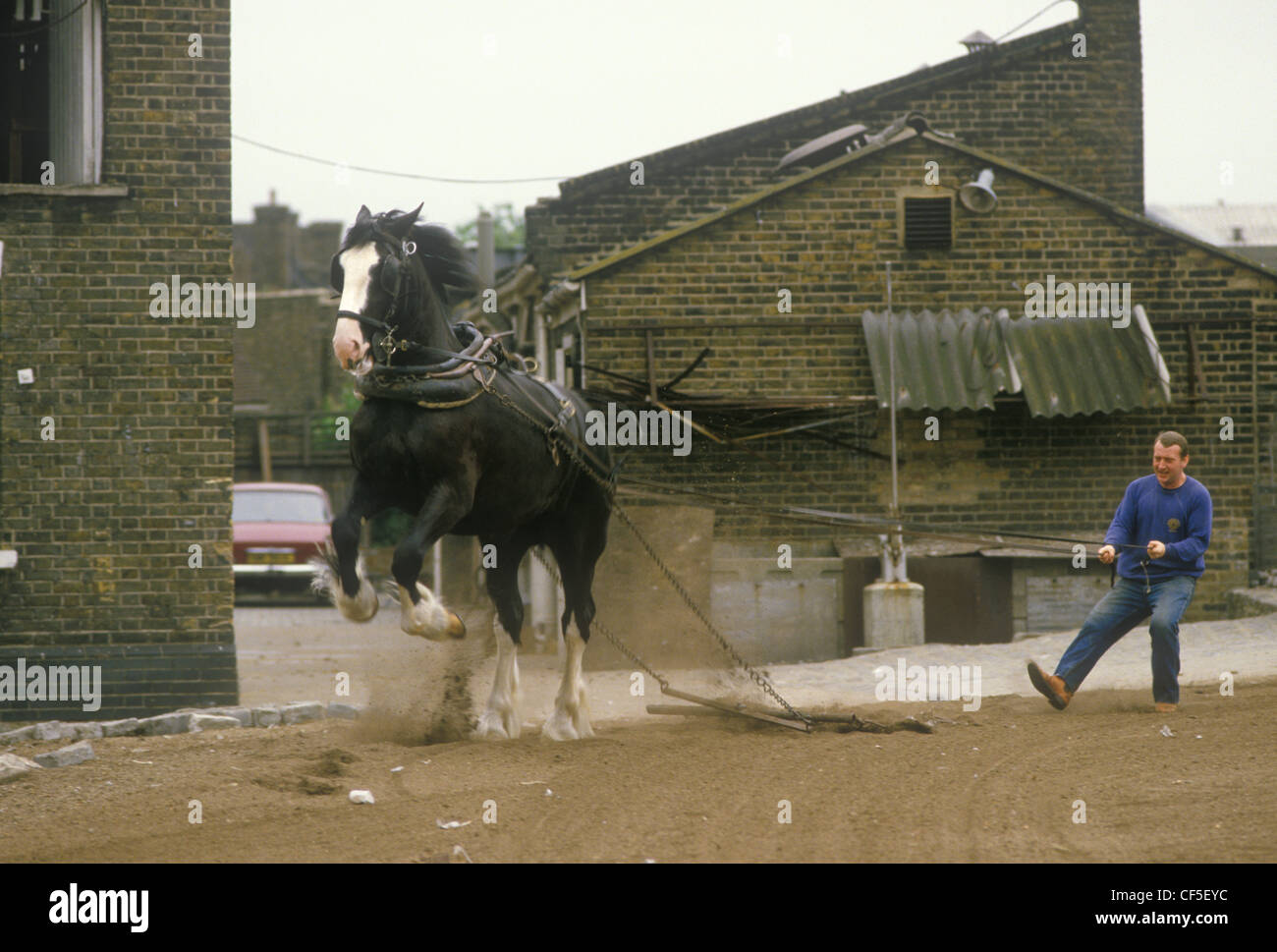 Youngs Brewery horse Wandsworth south west London. SW18. England UK 1980s. Heavy horse training in the brewery grounds in the middle of Wandsworth. Circa 1985.  HOMER SYKES Stock Photo