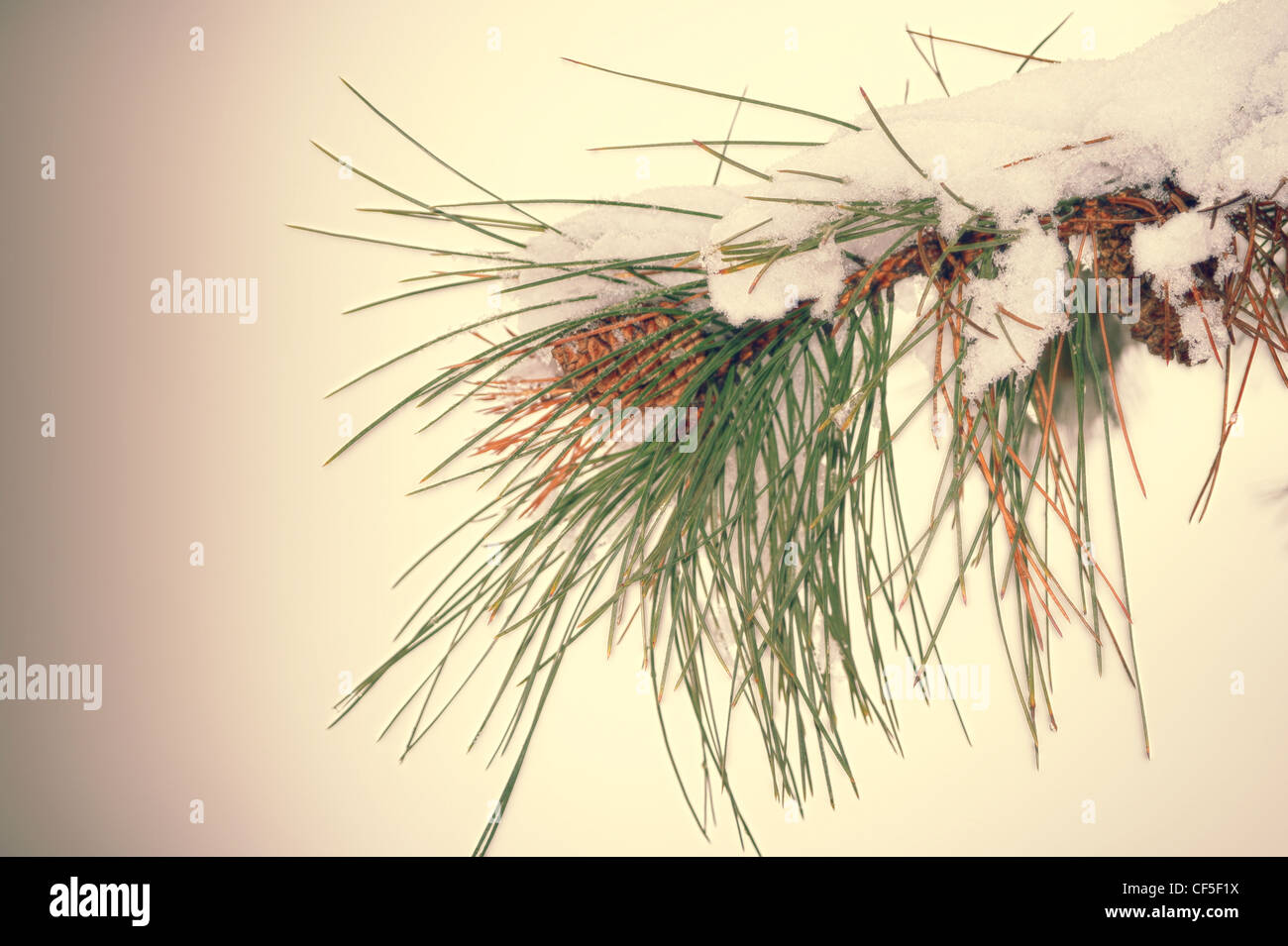 Fir tree branch with cone and snow Stock Photo - Alamy