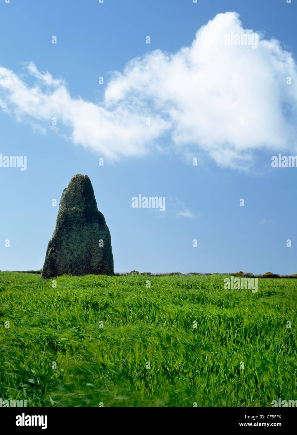 According to tradition the Blind Fiddler Standing Stone, prehistoric monolith, near Trenuggo in West Penwith, is a musician turn Stock Photo