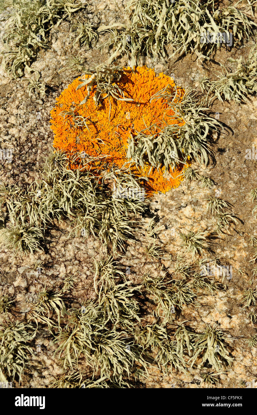 Marine lichens on a rock. Sea Ivory (Ramalina cuspidata) and Maritime Sunburst (Xanthoria parietina) Stock Photo