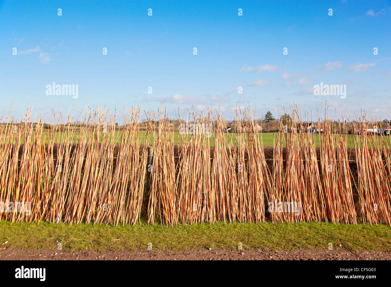 Withies, flexible willow stems used for typically for thatching, drying in the sun. Stock Photo