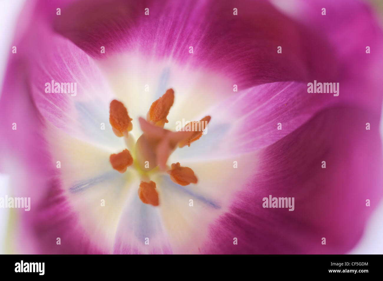 Inside of a tulip hi-res stock photography and images - Alamy