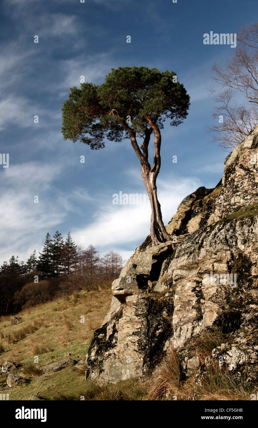A lone tree on a rugged outcrop. Buttermere means the lake by the dairy