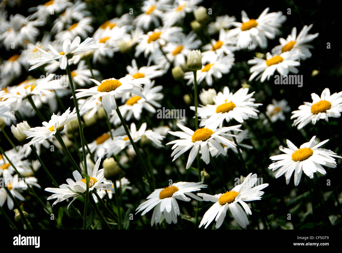 A detail of chamomile flowers Stock Photo Alamy