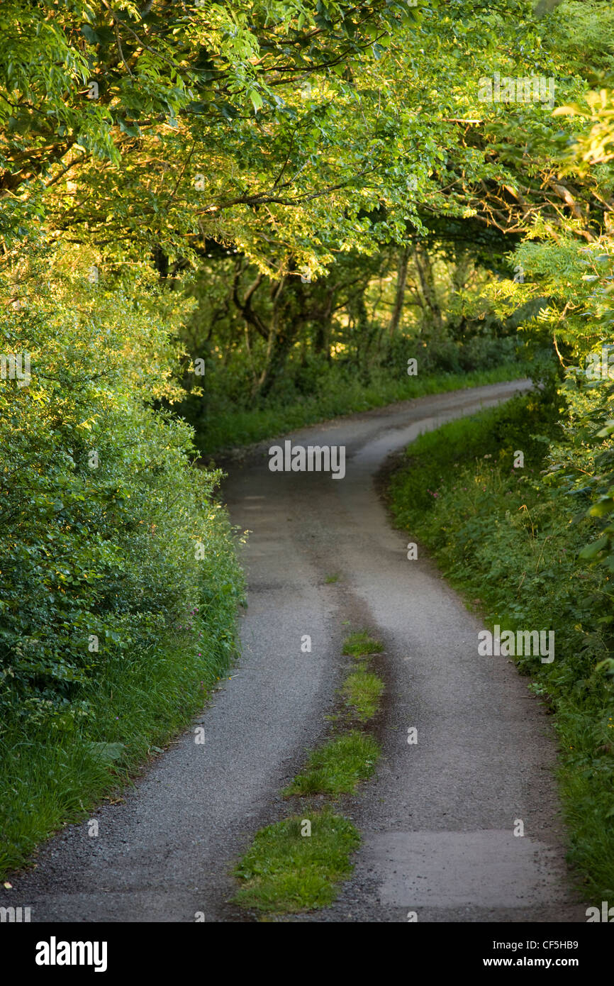 Leafy country lane near Broad Haven in Pembrokeshire, Wales Stock Photo