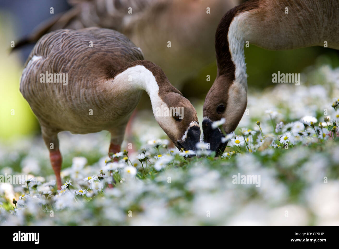 Two Chinese geese grazing on grass and daises at WWT Llanelli near Swansea, Wales Stock Photo
