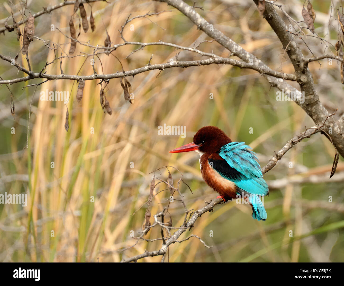 A kingfisher on a tree branch Stock Photo