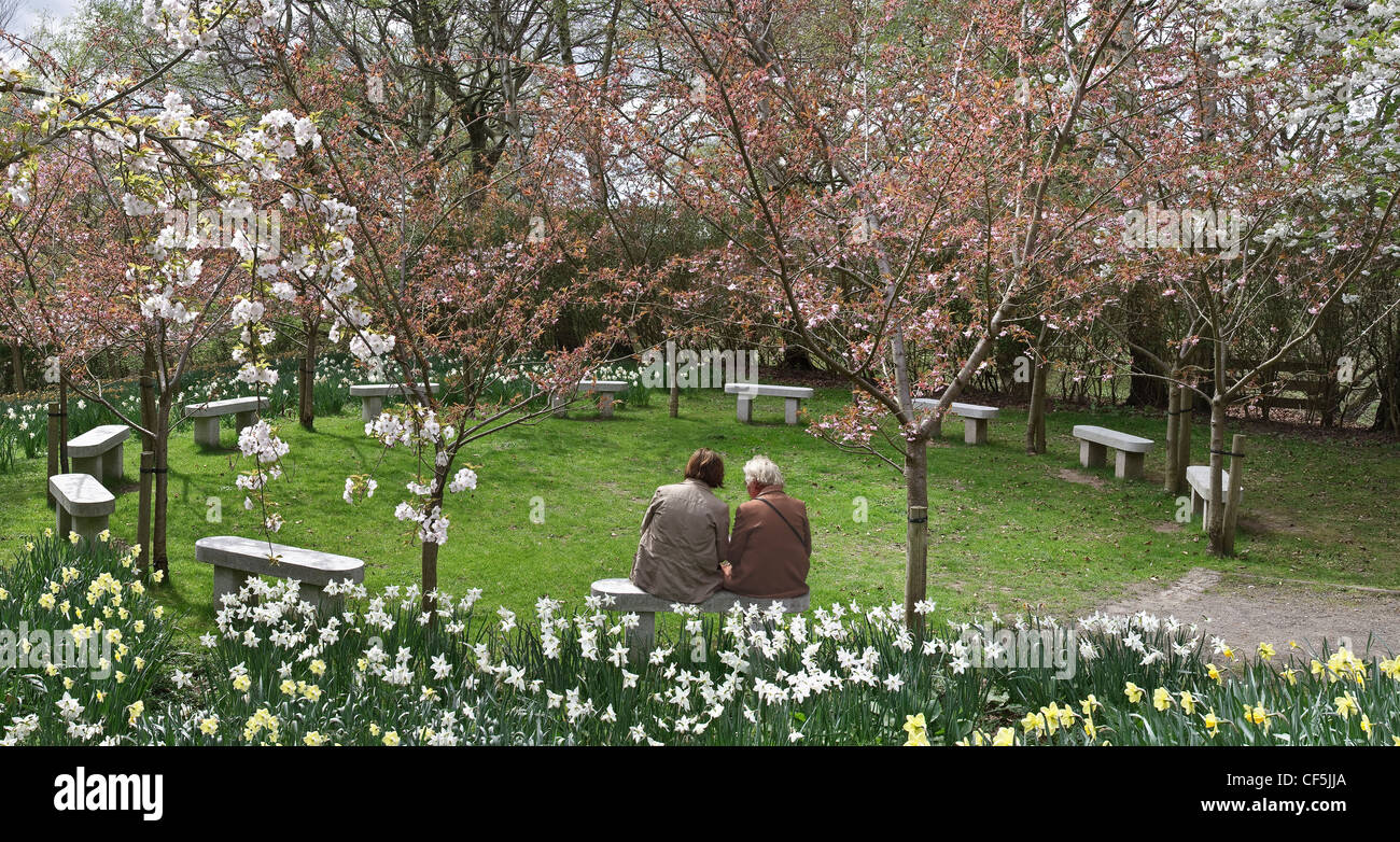 Cherry blossom and daffodils in springtime, the friendship garden in the Botonic gardens as mother and daughter enjoy spring wea Stock Photo