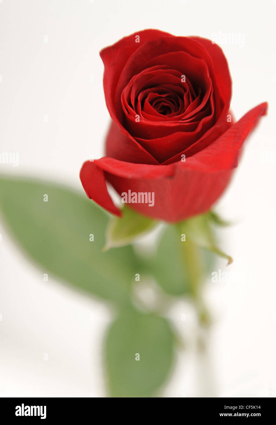 A still life image of red rose with stem and leaves out of focus and red petals in focus Stock Photo