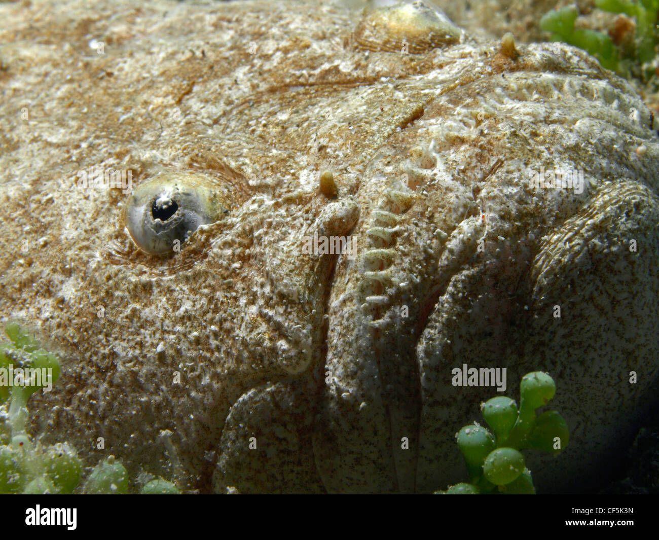 Uranoscopus scaber (rat fish) in Benidorm (Spain) Stock Photo