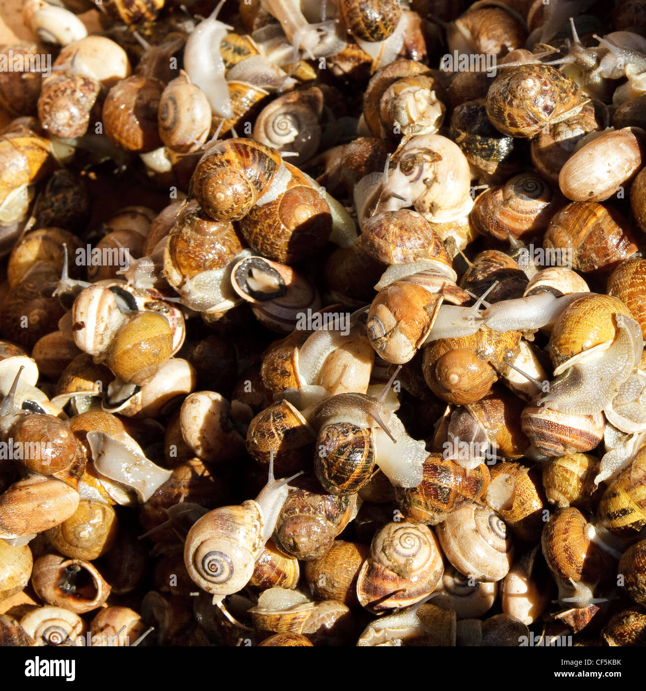 Snails in a box climbing all over each other Stock Photo Alamy