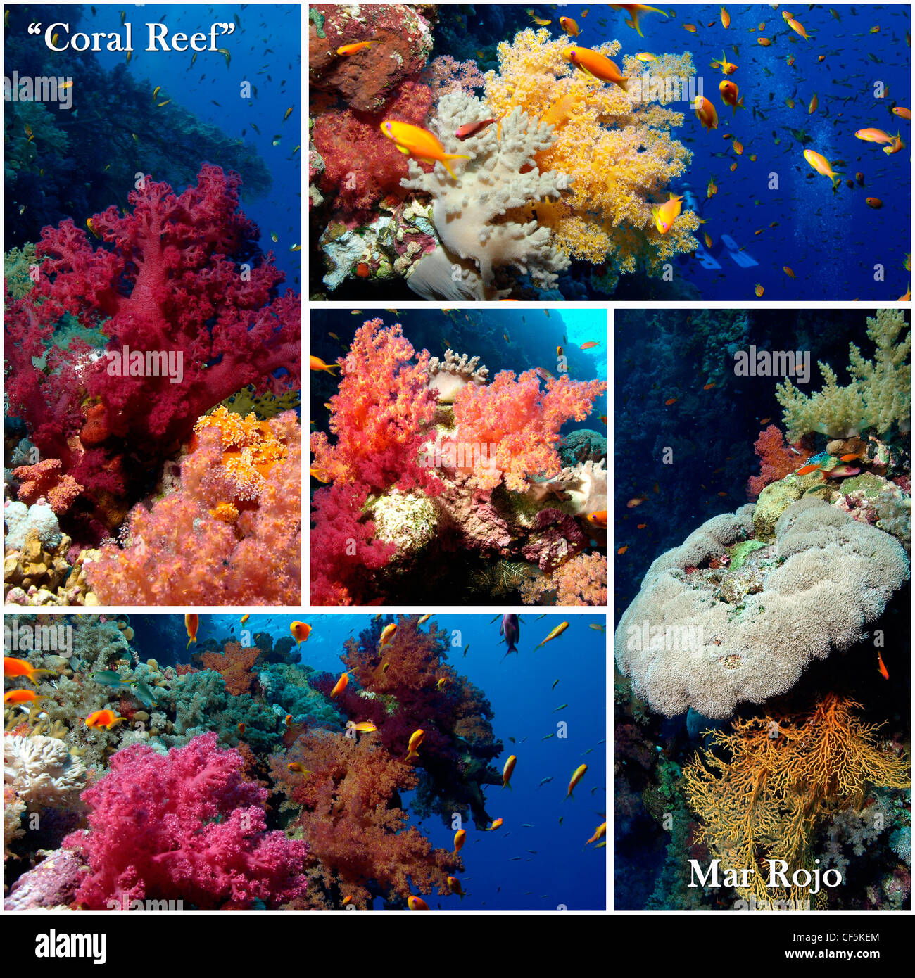 coral reef in the red sea in Egypt Stock Photo