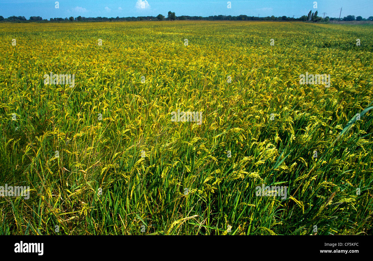 Camargue Provence France Rice Field Stock Photo