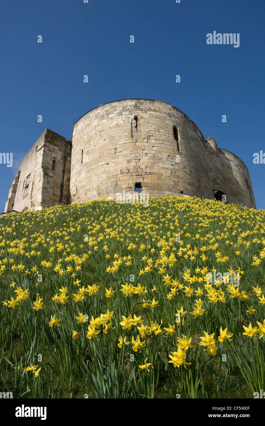 Clifford's Tower in spring time with daffodils. Work on the tower began in 1245 as a result of Henry lll's determination to stre Stock Photo