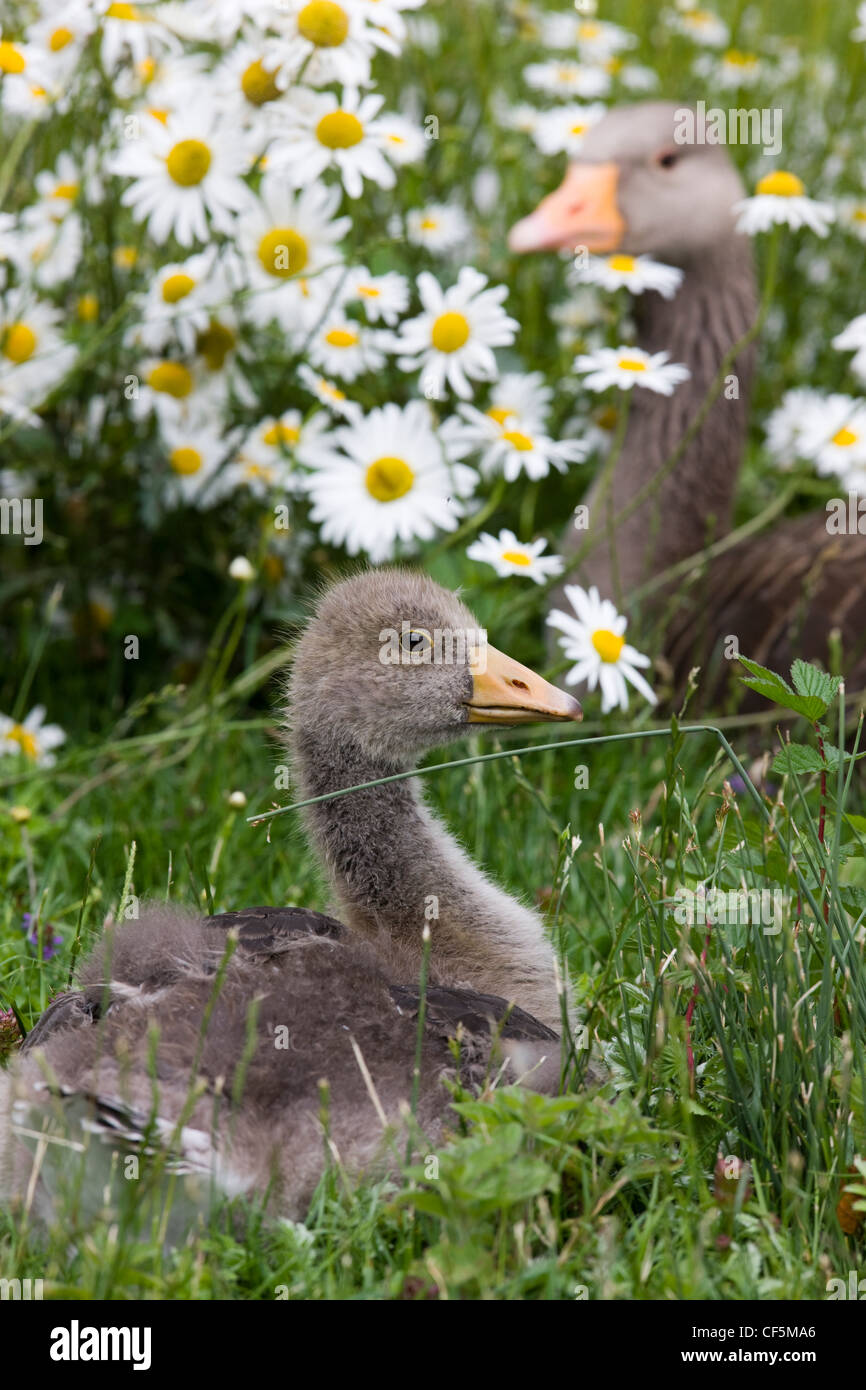 Greylag goose with gosling hiding amongst the ox-eye daisies at WWT Slimbridge Stock Photo