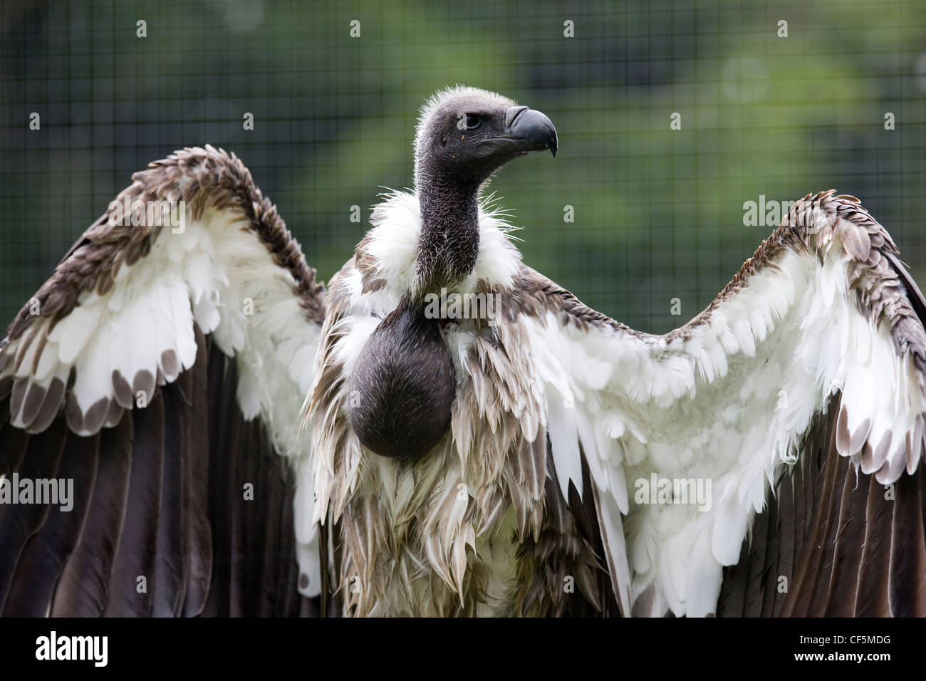 Vulture with wings extended Stock Photo Alamy