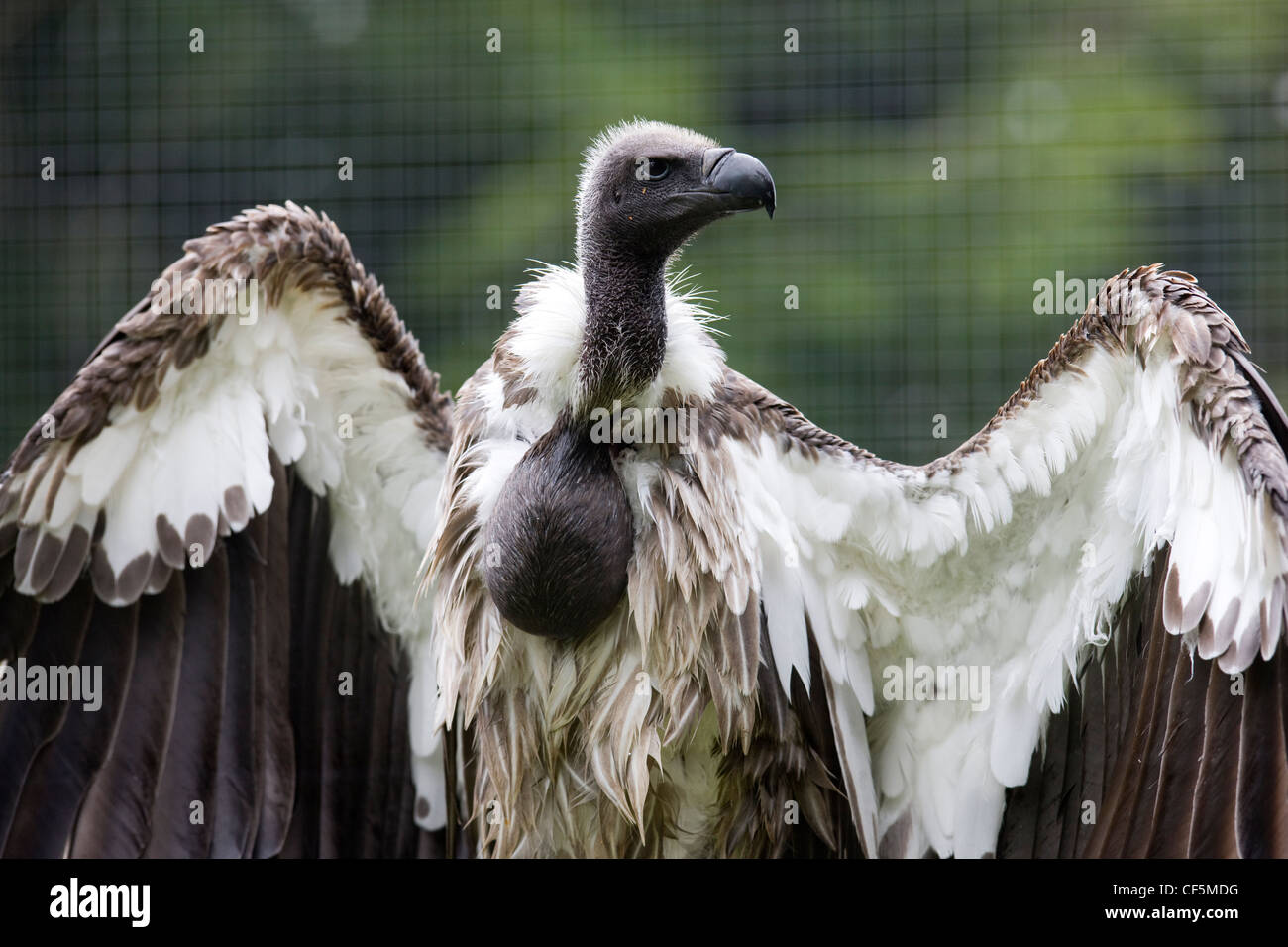 Vulture wings hi-res stock photography and images - Alamy