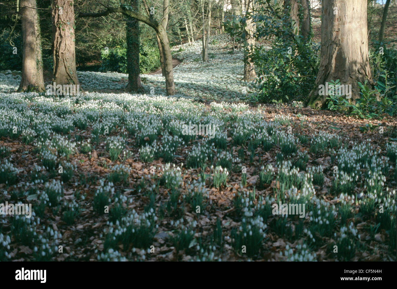 Flurries of Snowdrops The British native snowdrop (Galanthus nivalis) grows wild across the countryside Carpet of snowdrops Stock Photo