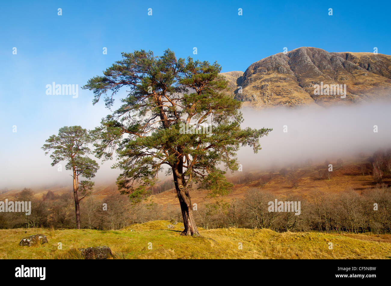 scots pine trees in glen nevis with retreating mist Stock Photo