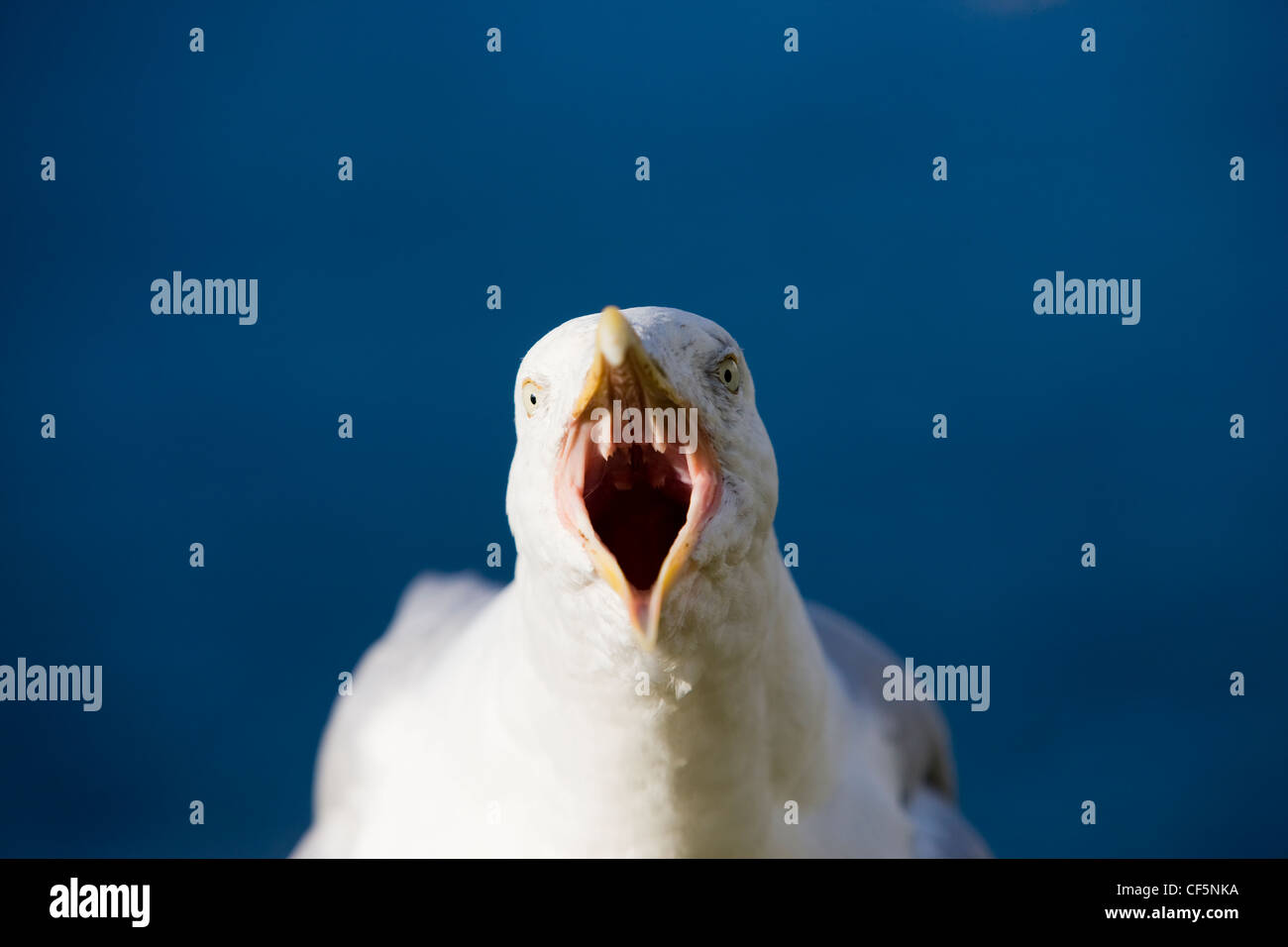 A herring gull calling with beak wide open Stock Photo