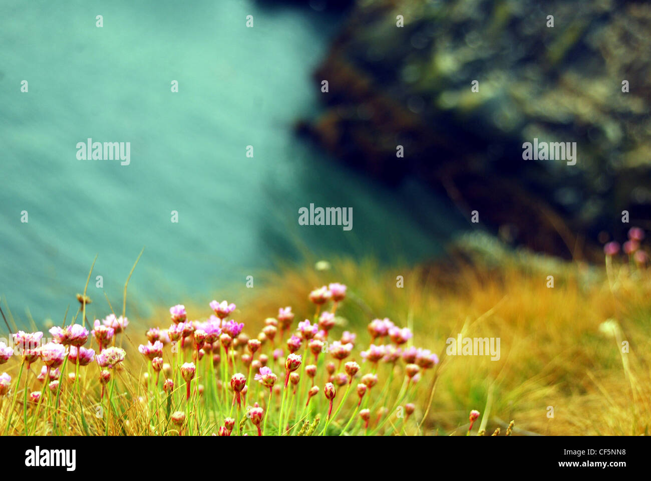 Wild flowers growing on the cliffside at  Howth. Stock Photo