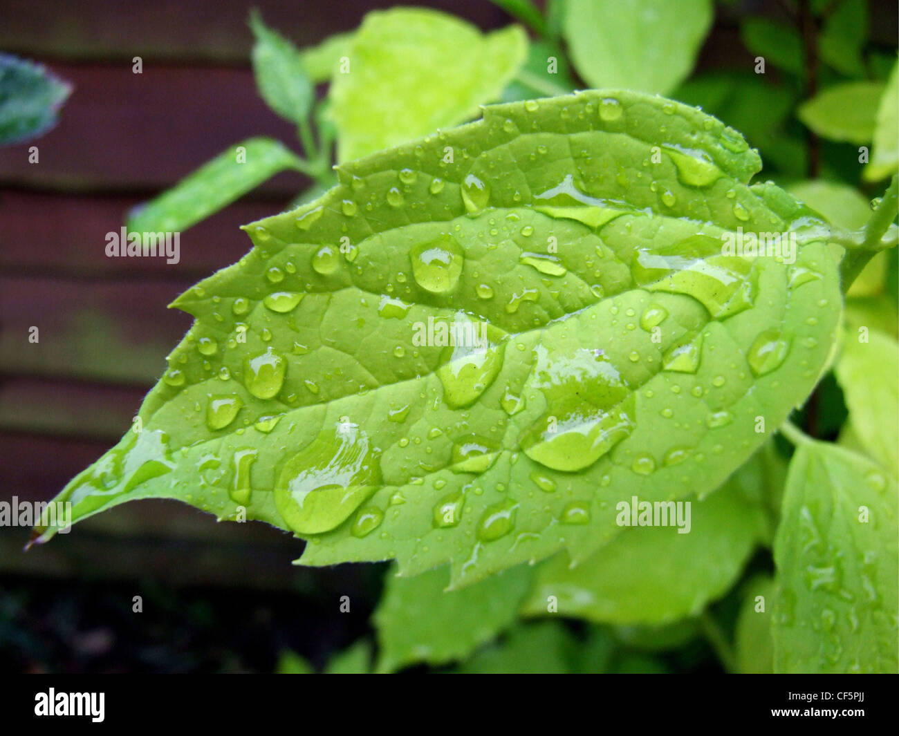 Close up of a green leaf with water droplets on it Stock Photo - Alamy