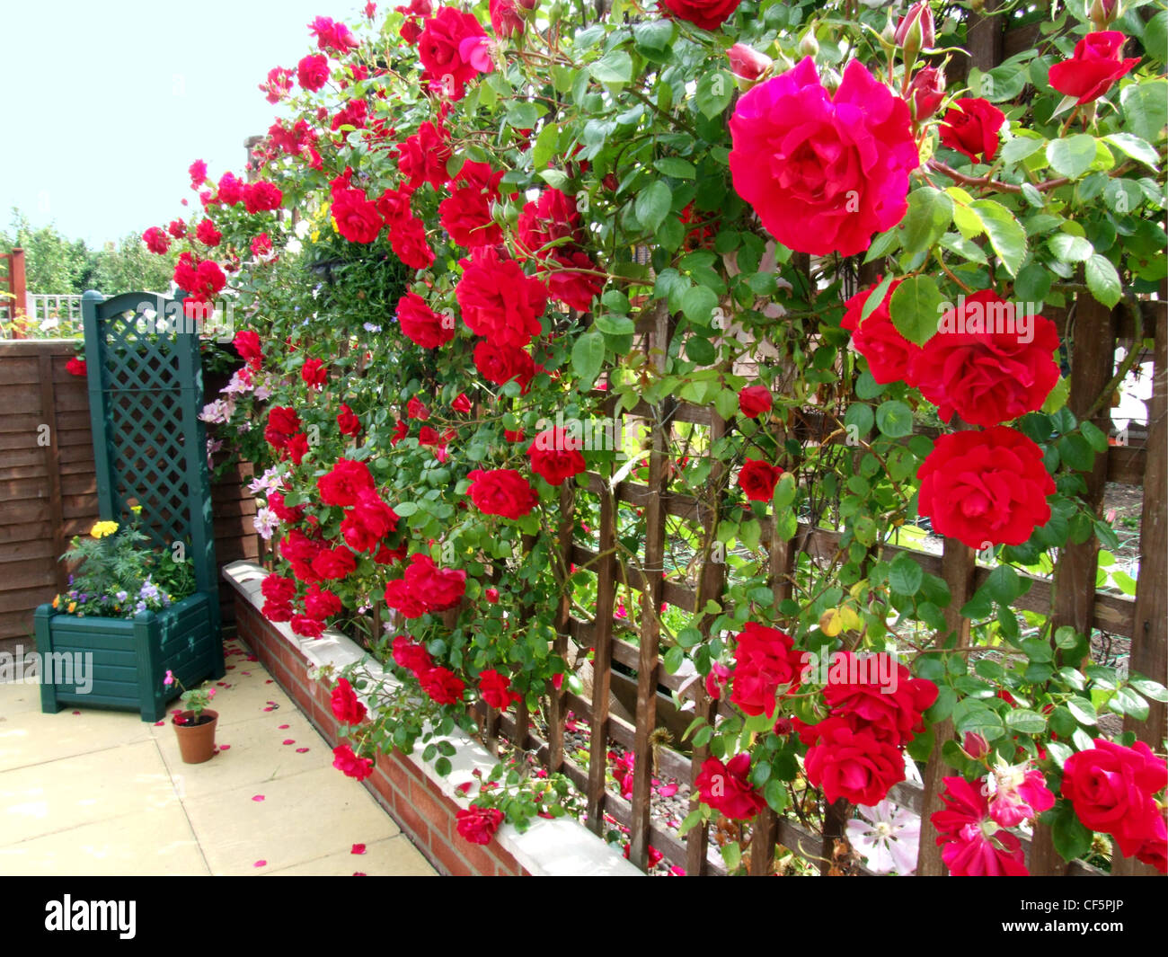 Trellis with climbing roses hi-res stock photography and images - Alamy