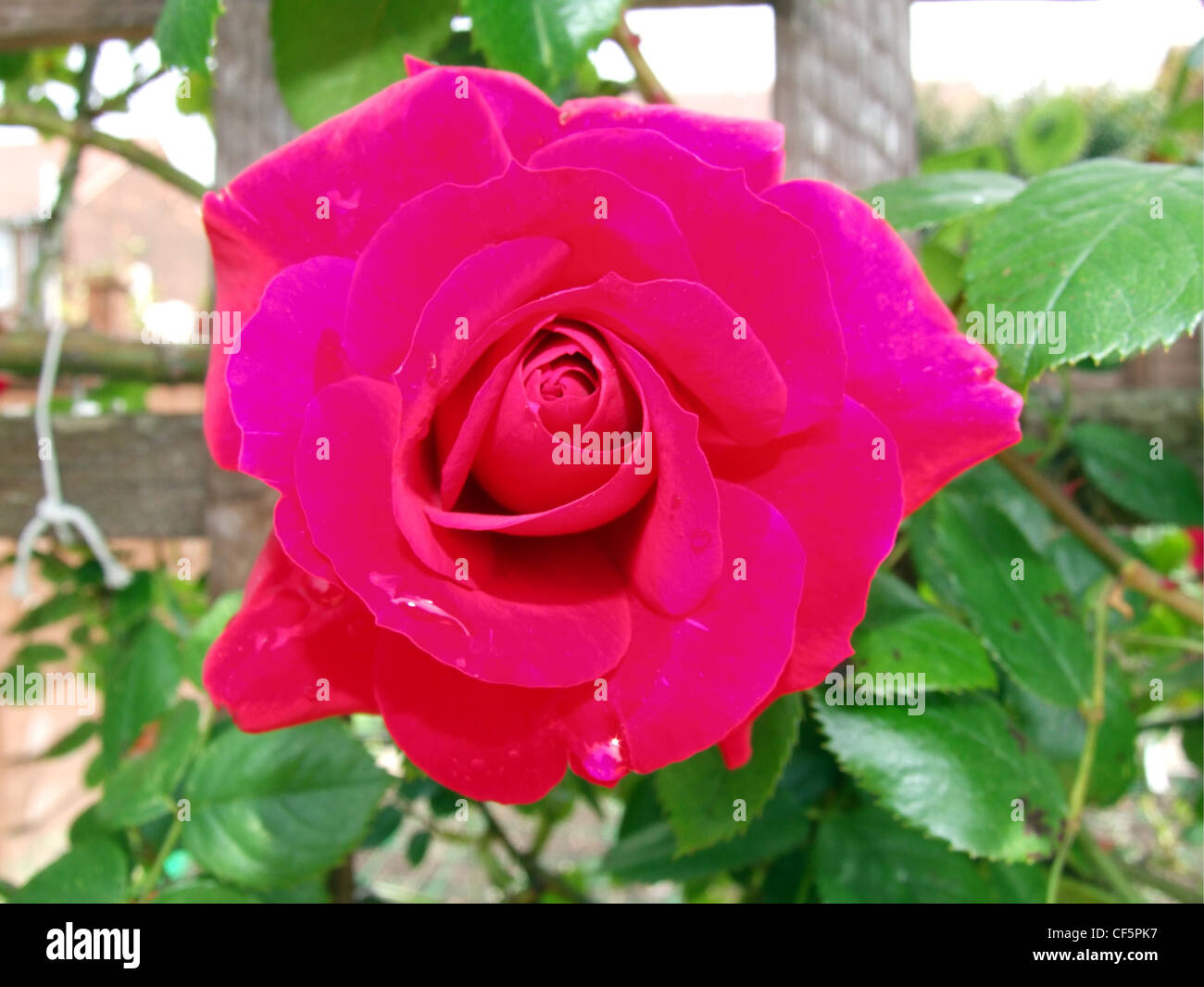 Red climbing rose hi-res stock photography and images - Alamy