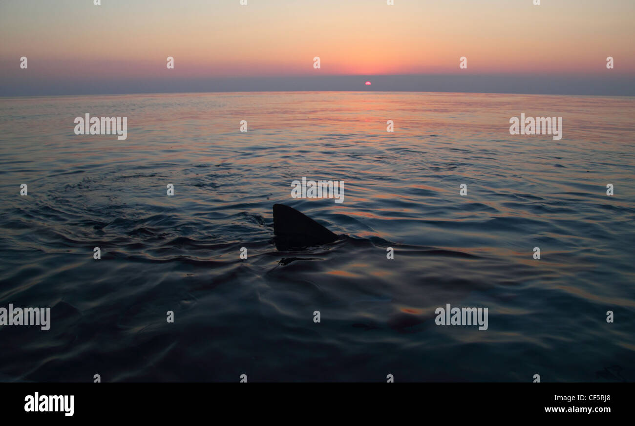 Lemon Shark Fin During Sunset Stock Photo Alamy