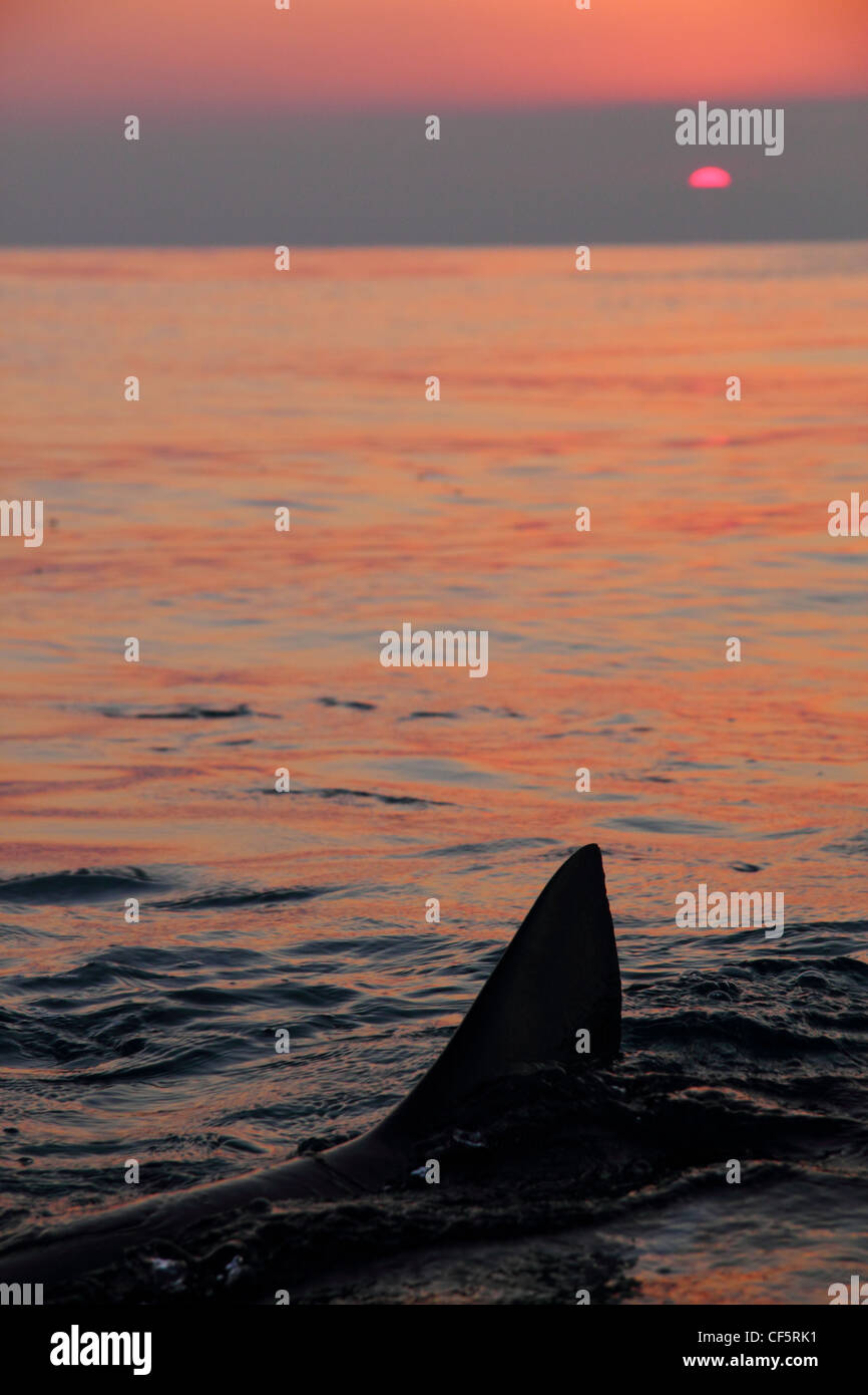 Shark fin water boat hires stock photography and images Alamy