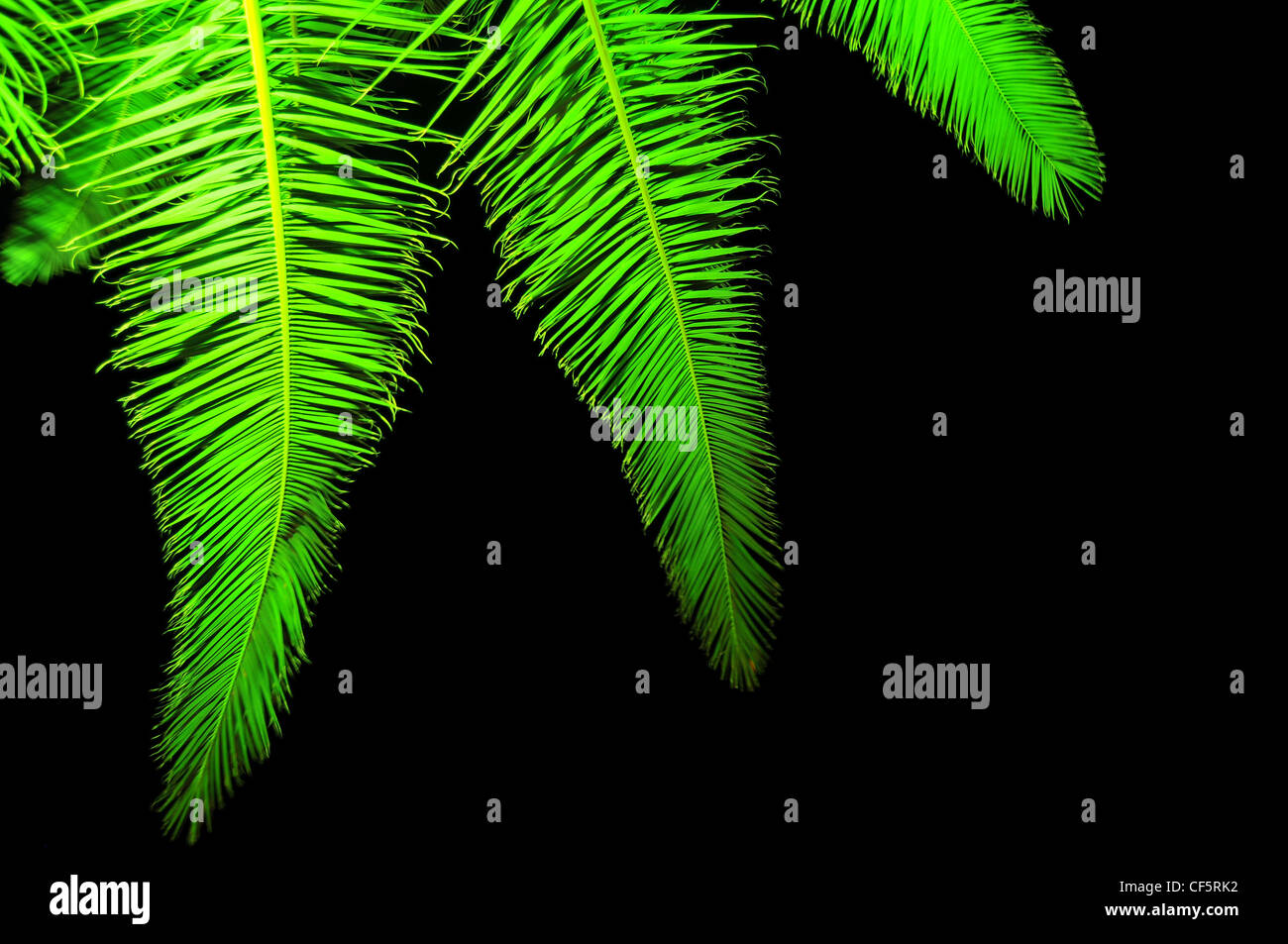 night palm leaves in the light background Stock Photo