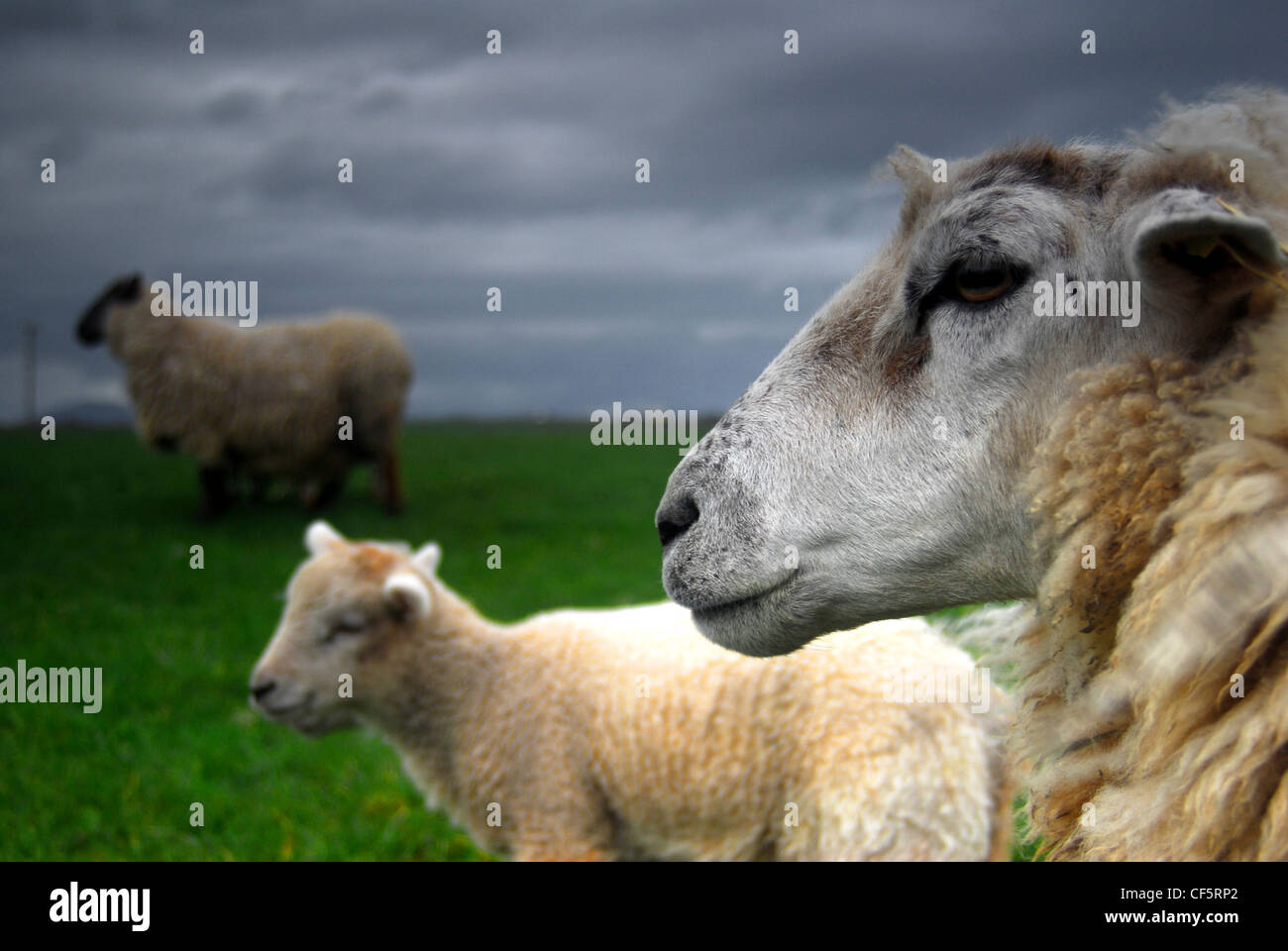 Sheep near Louisburgh in County Mayo. Stock Photo