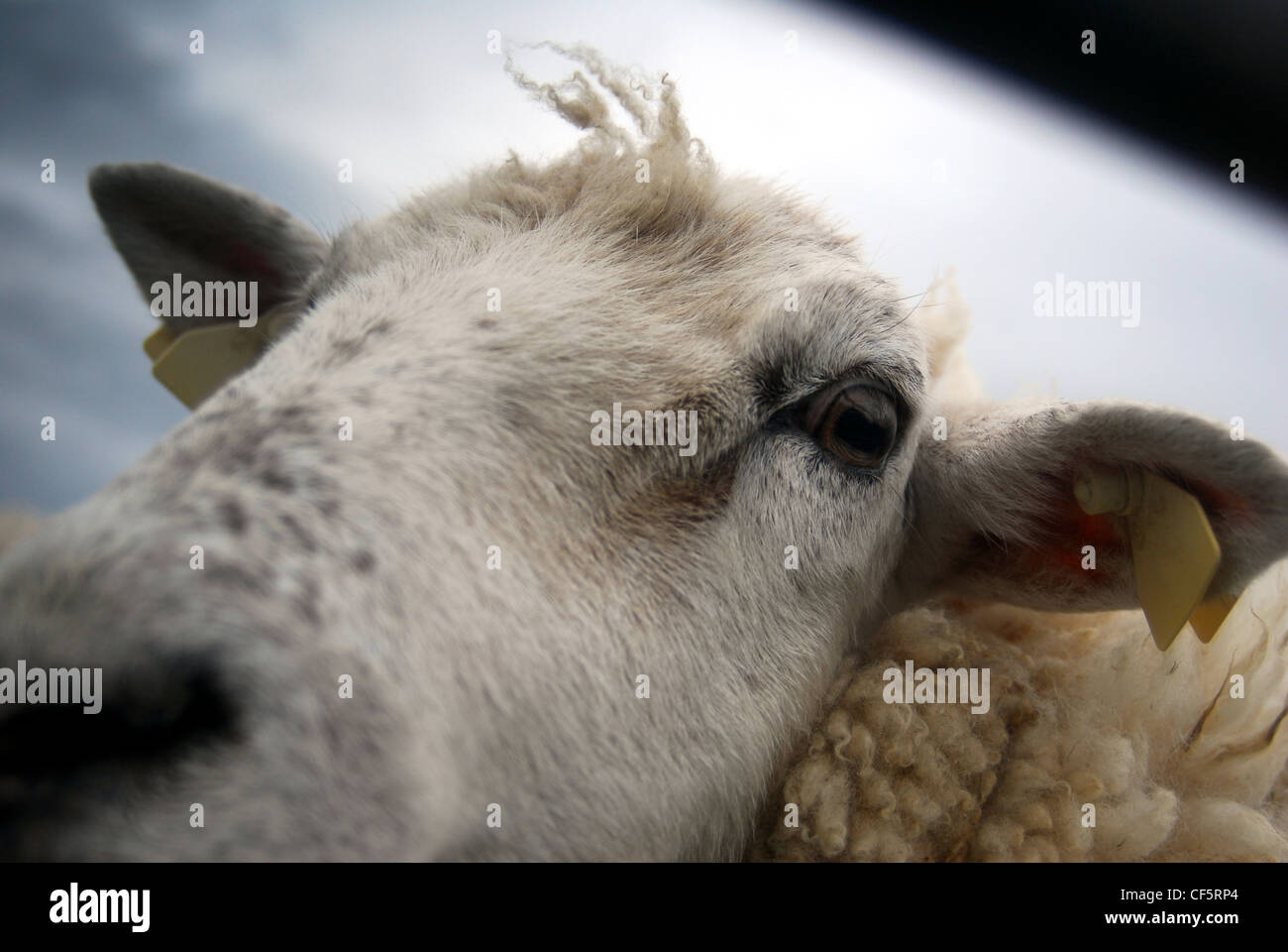 Detail of a sheep near Louisburgh in County Mayo. Stock Photo