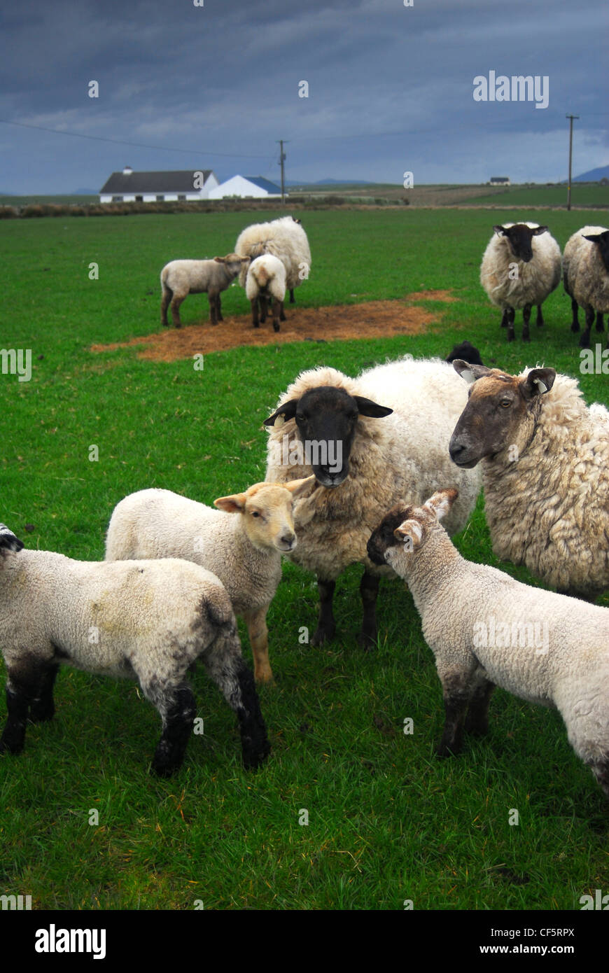 Sheep grazing near Louisburgh in County Mayo. Stock Photo