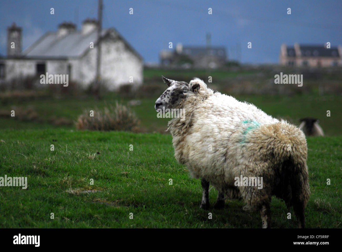 A sheep near Louisburgh in County Mayo. Stock Photo