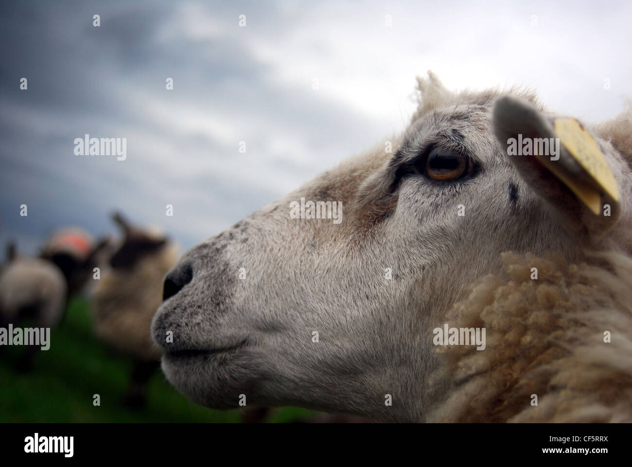 Detail of a sheep near Louisburgh in County Mayo. Stock Photo