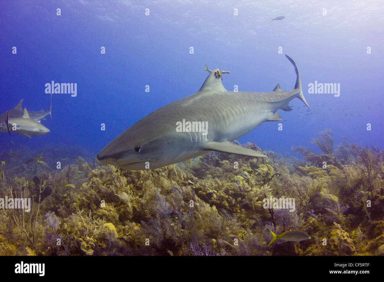 Satellite Tagged Tiger Shark Stock Photo Alamy