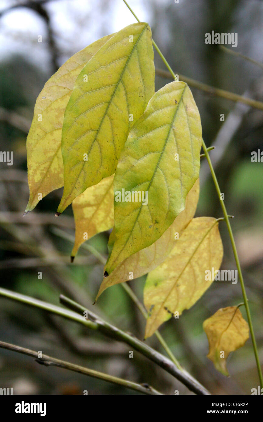 Yellowing hires stock photography and images Alamy