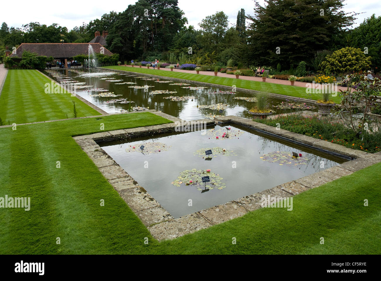 Waterlilies on the Canal at RHS Wisley, one of the largest collections on one stretch of water in the UK. Stock Photo