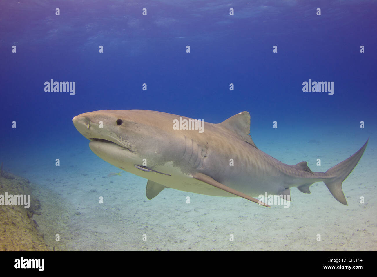Emma the Tiger Shark on a Shallow Reef Stock Photo - Alamy